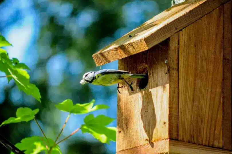 Comment sauver un oisillon mésange tombé du nid un guide pour nourrir