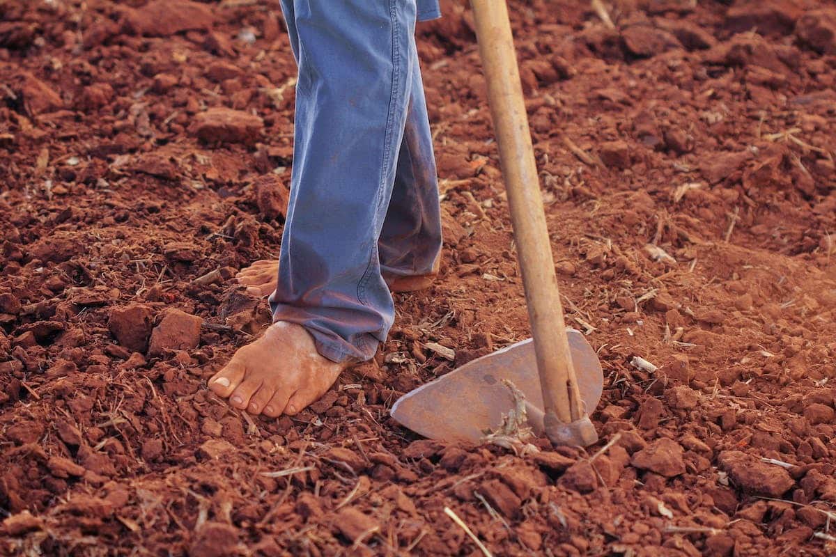 compost  jardin